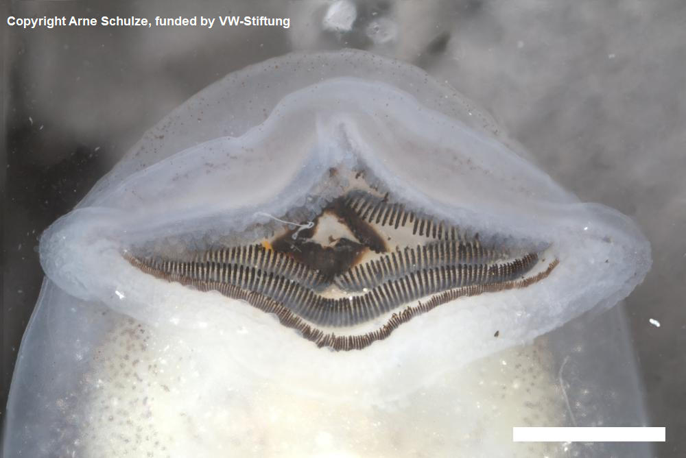 Sorry, no picture available